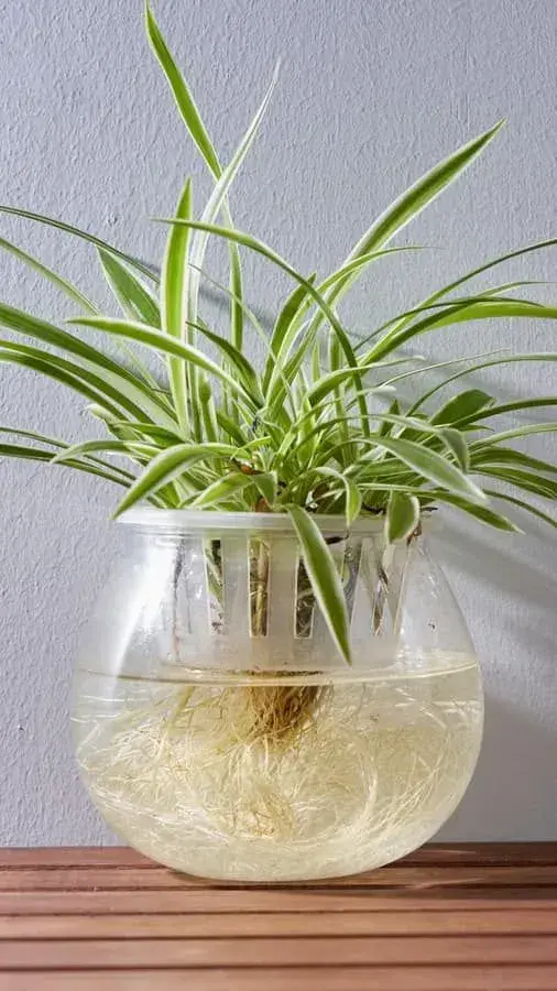 Pěstování zelence ve vodě