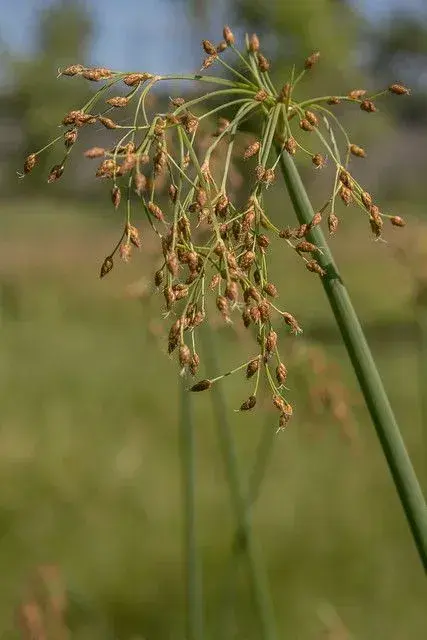 Rostliny do kořenové čističky