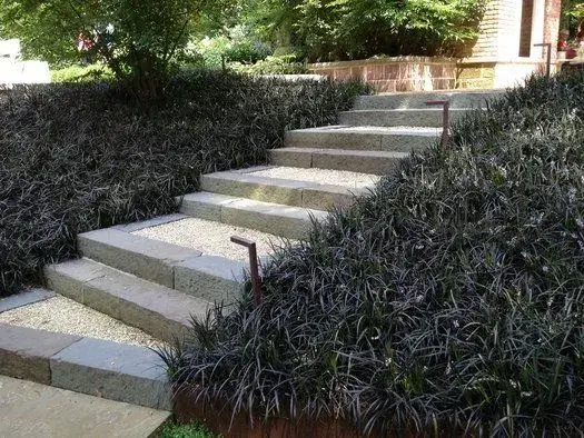 Černá okrasná tráva