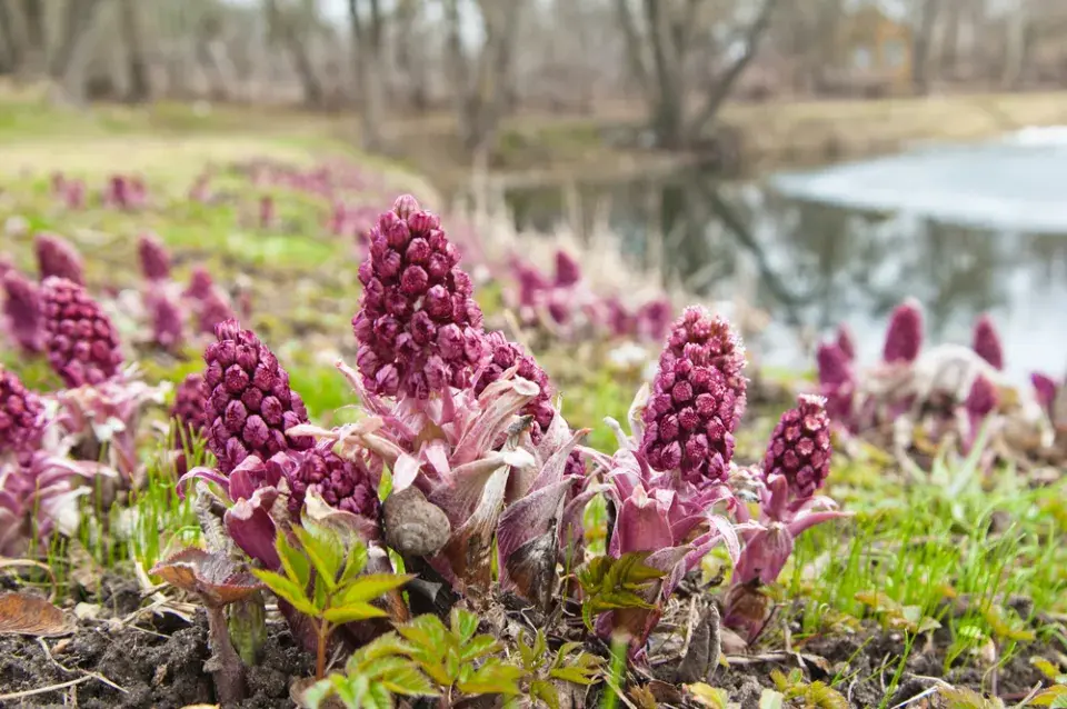 První jarní květy