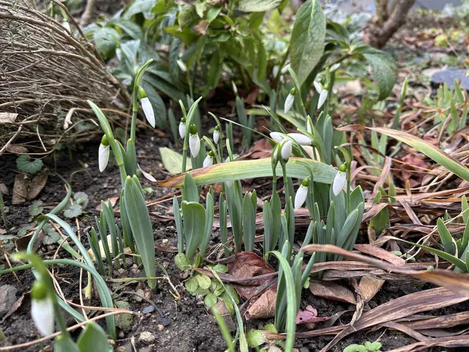 Sněženka podsněžník (Galanthus nivalis)