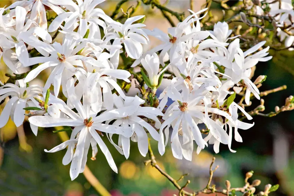 Naše krásná zahrada 2026