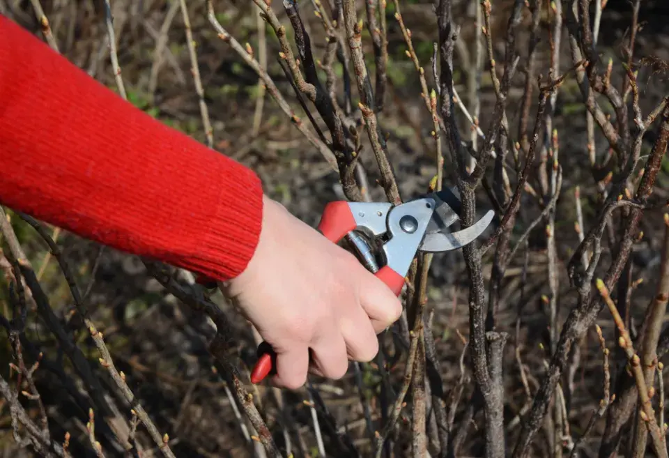 Řez ovocných dřevin