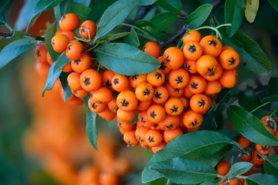 Stálezelený okrasný keř