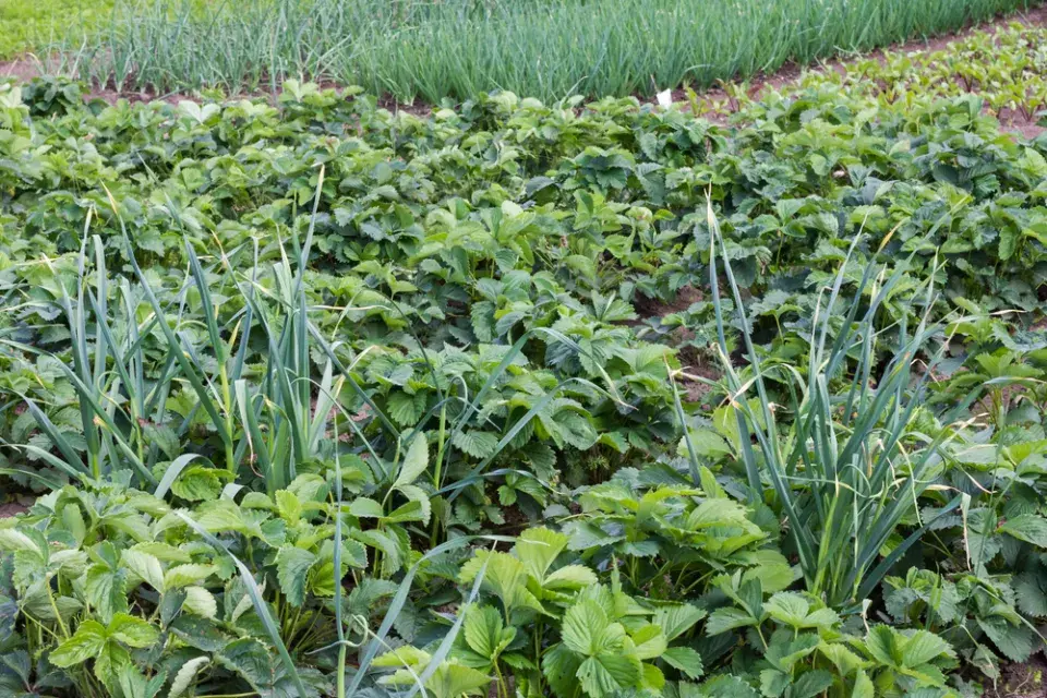 Co zasadit k jahodám