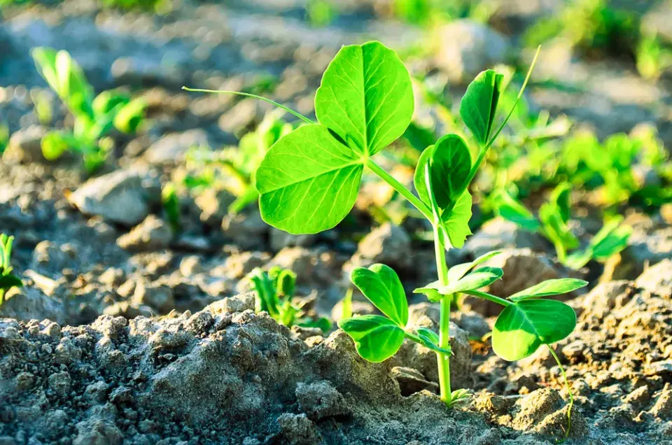 Pěstování hrášku