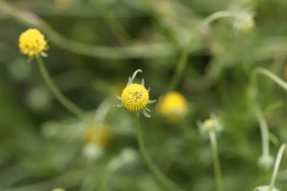 Záplevák vonný neboli jahodová tráva (Cephalophora aromatica) 