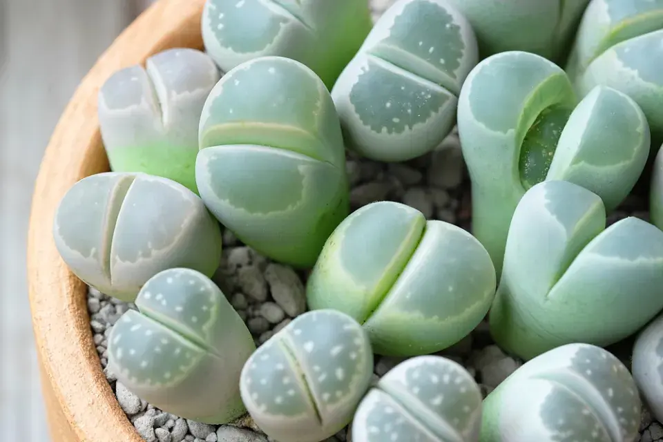 Pěstování živých kamenů