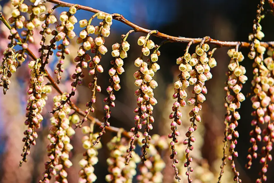 TOP 10 nejkrásnějších stromů kvetoucích na jaře