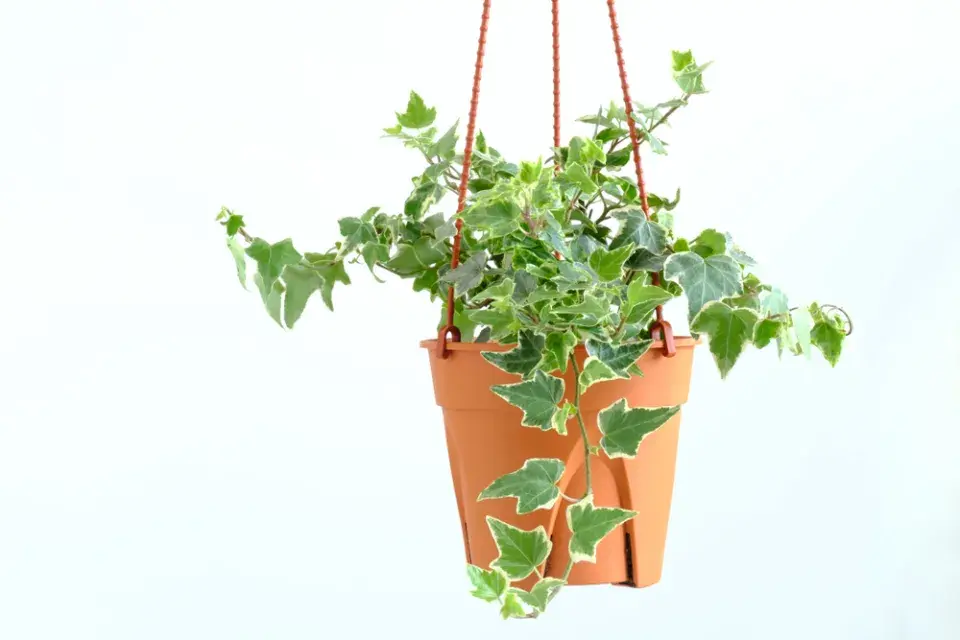 Pokojové rostliny proti vlhkosti