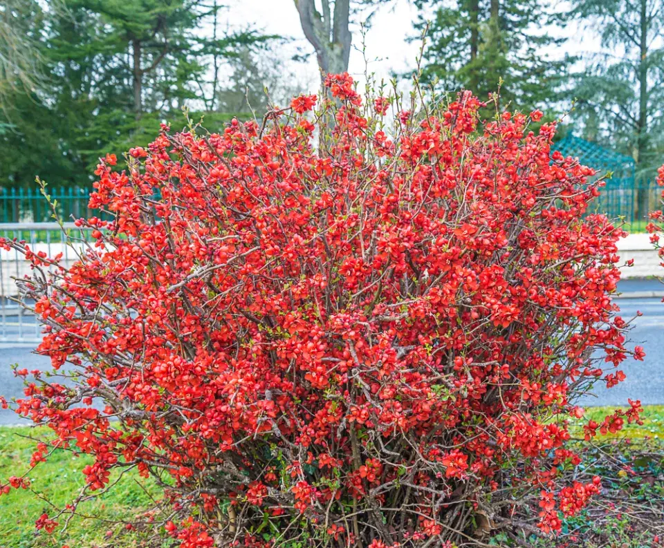 Keře kvetoucí na jaře