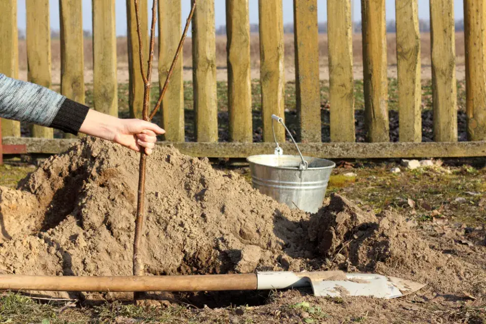 Co dělat, pokud od sousedů prorůstají kořeny stromů