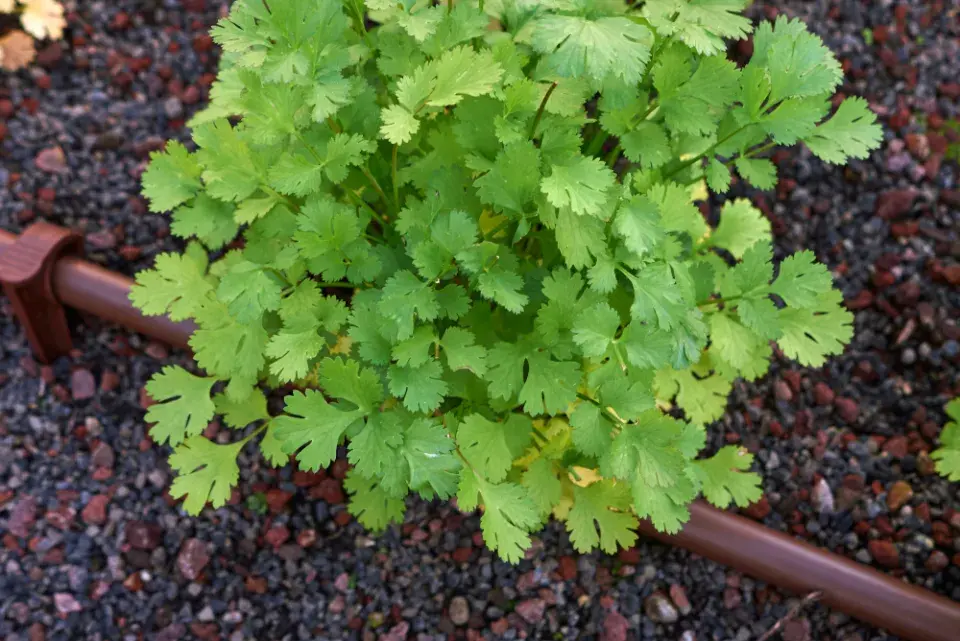 Koriandr setý (Coriandrum sativum)