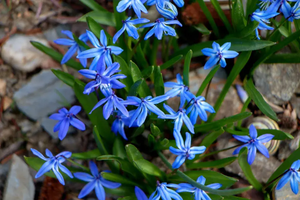 Ladoňka sibiřská (Scilla siberica) 
