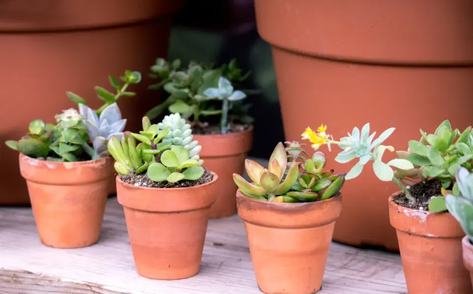 Sukulentní rostliny 