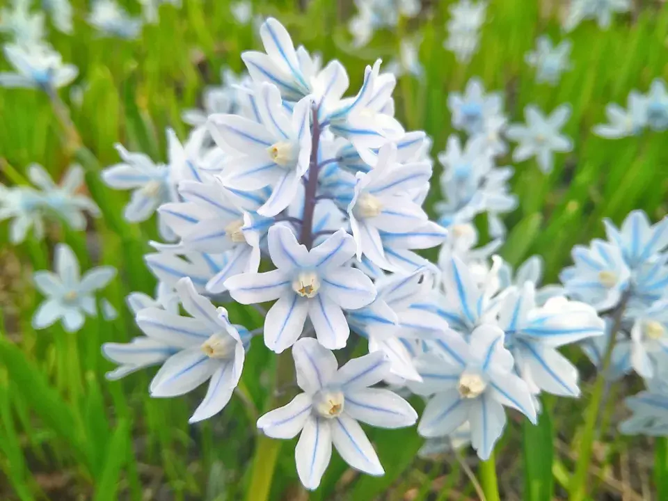 Puškinie ladoňkovitá (Puschkinia scilloides) 