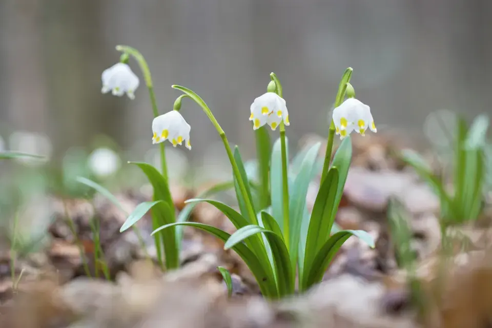 Bledule jarní (Leucojum vernum)