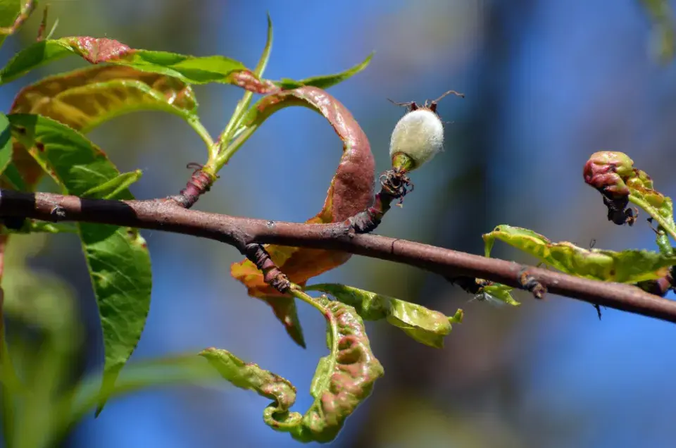 Kadeřavost broskví