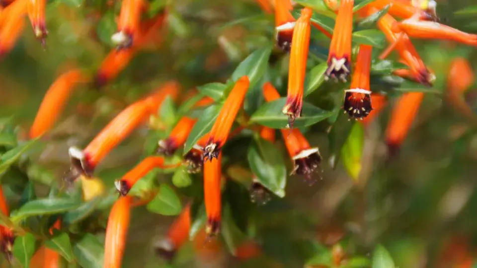Balkonová rostlina původem z Mexika