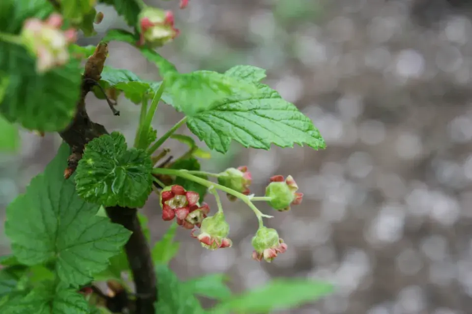 Květy černého rybízu