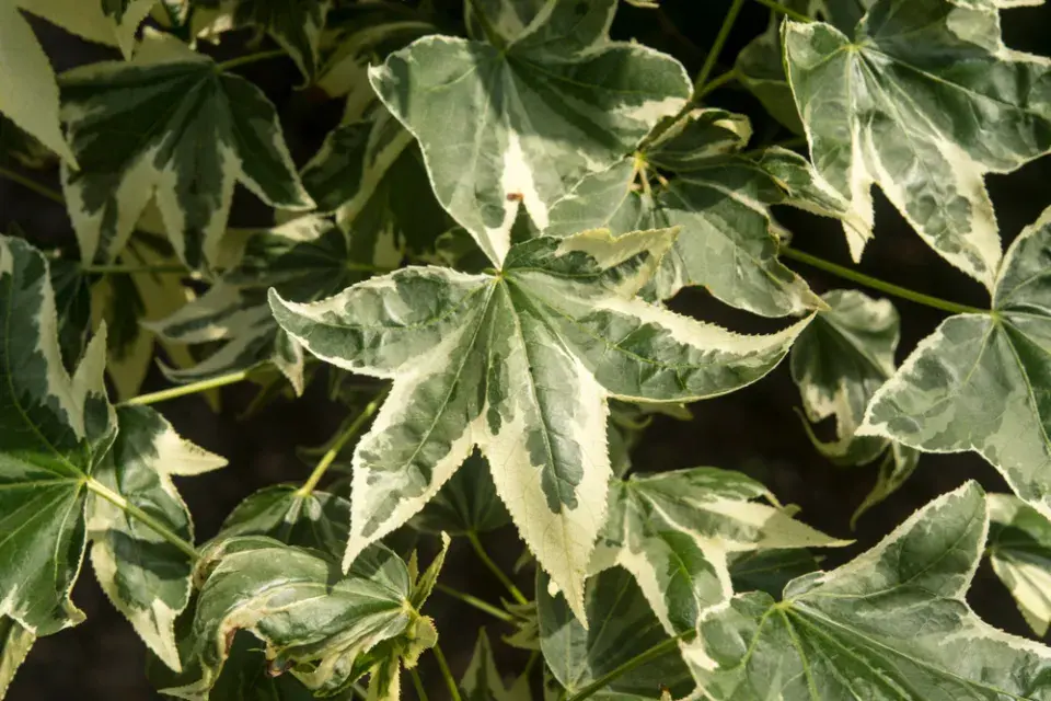 TOP 10 nejkrásnějších stromů kvetoucích na jaře