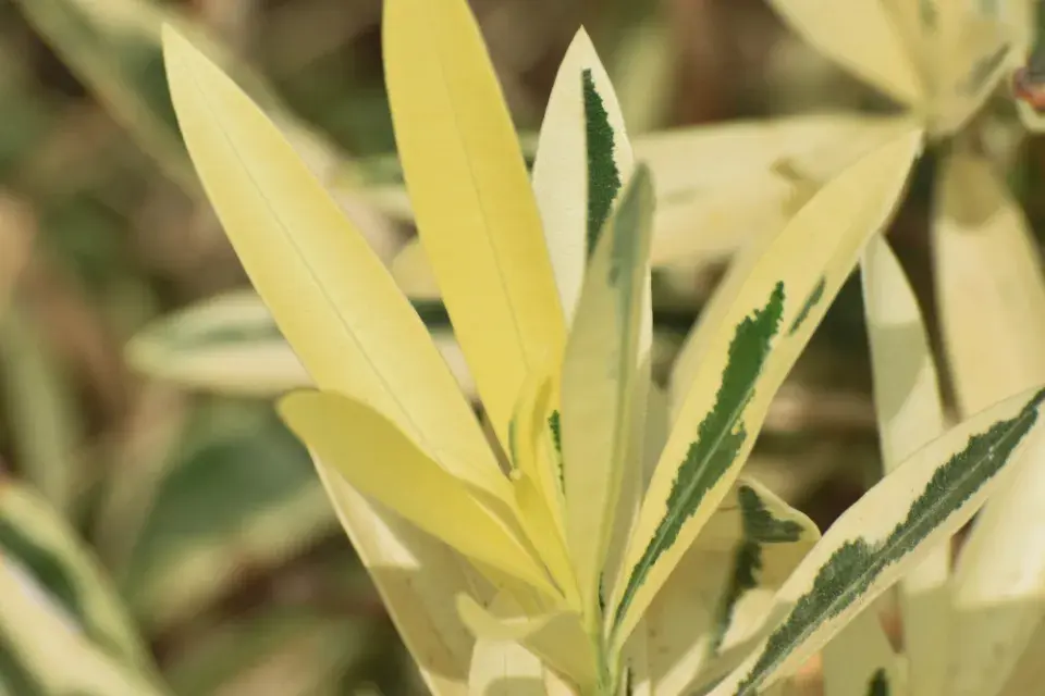 Jedovaté pokojovky, které se s kočkami nesnesou