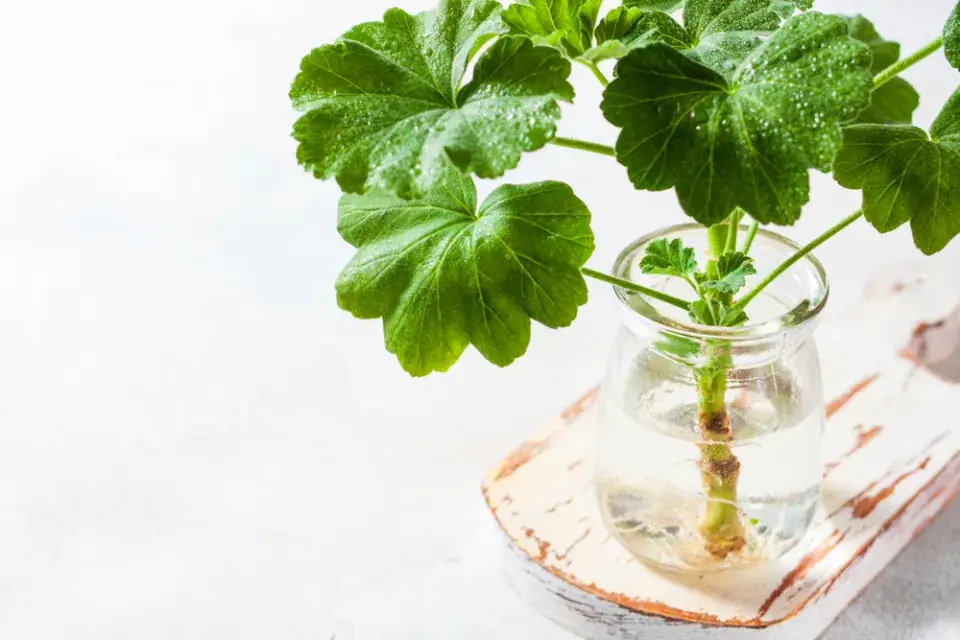 Pěstování muškátů