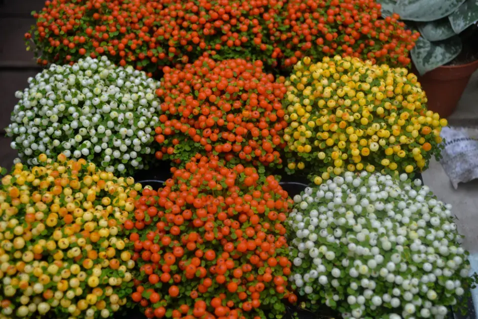 Korálovka s různě barevnými plody