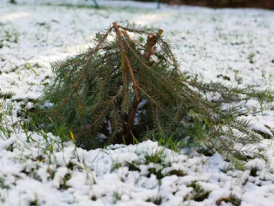 Zazimované růže chvojím