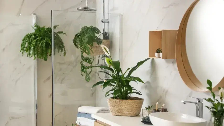 Pokojové rostliny proti vlhkosti