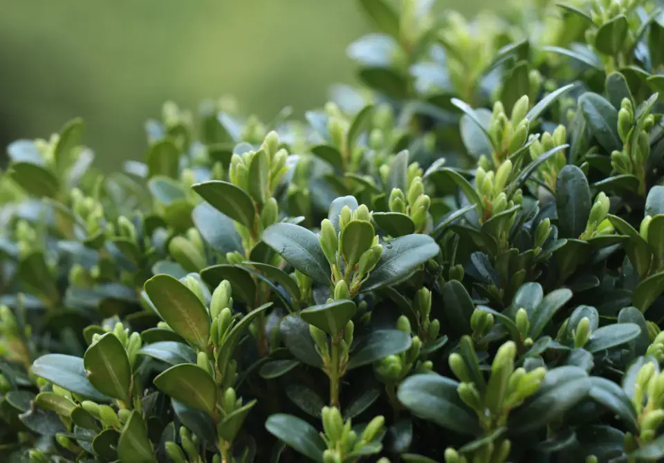 Buxus