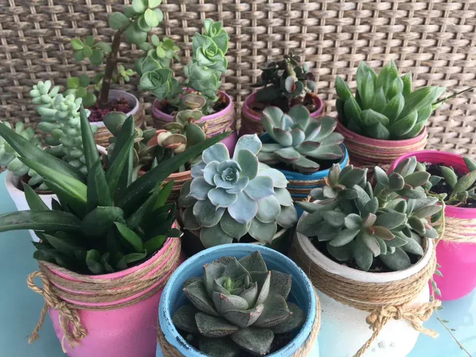 Sukulentní rostliny 