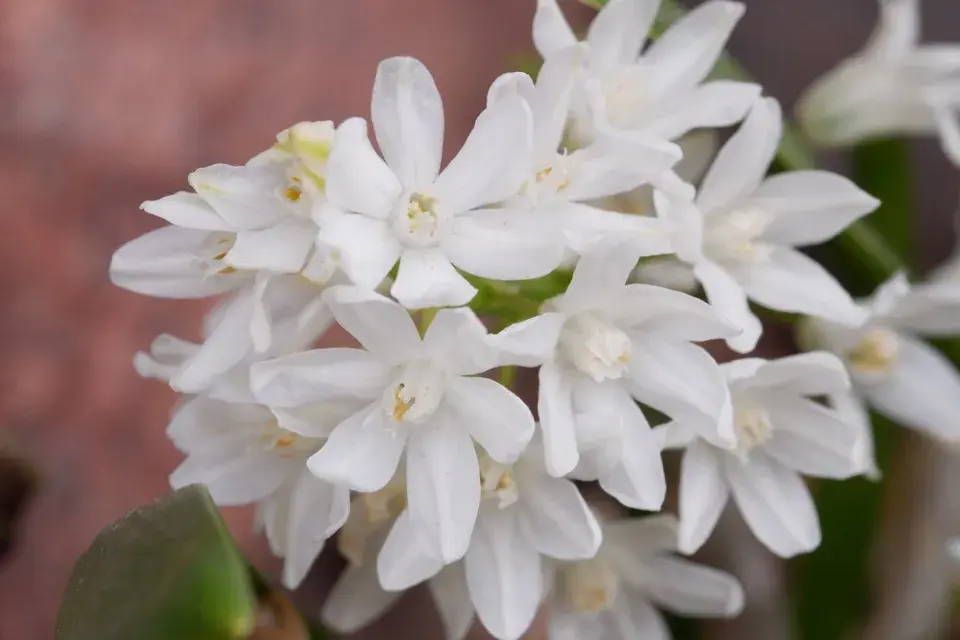 Puškinie ladoňkovitá (Puschkinia scilloides) 