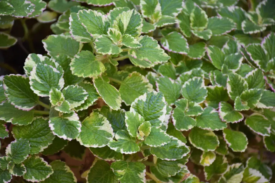 Molice neboli plektrantus