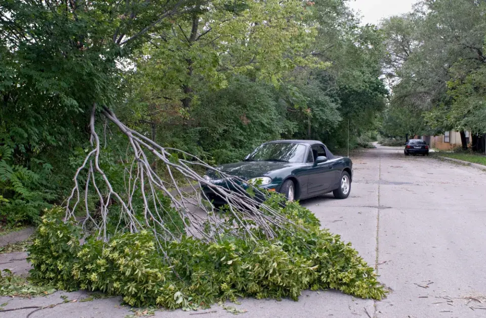 Sousedský spor. Když větve od souseda zasahují na můj pozemek
