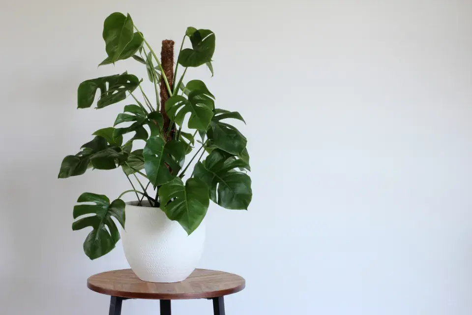 Jedovaté pokojovky, které se s kočkami nesnesou