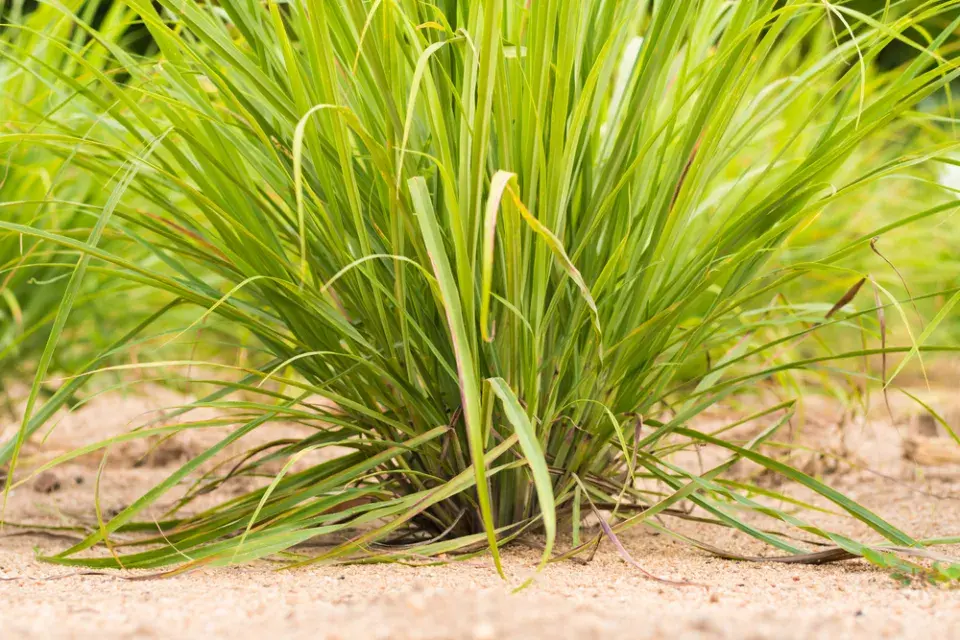 Citronová tráva neboli voňatka citronová (Cymbopogon citratus)