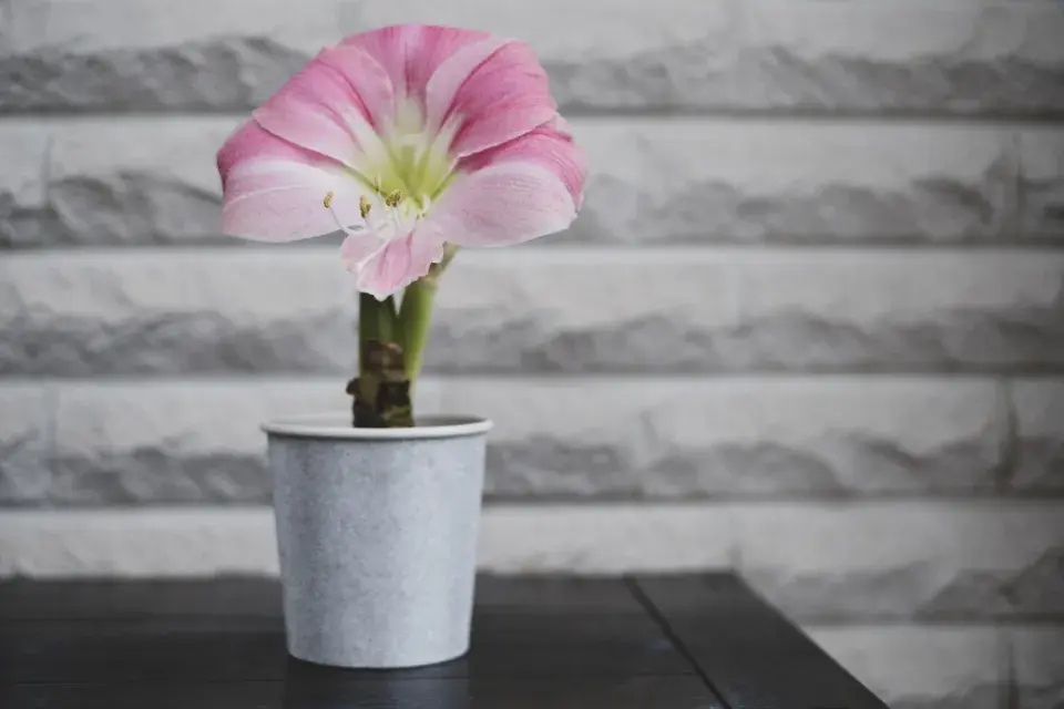 Amarylka a hvězdník