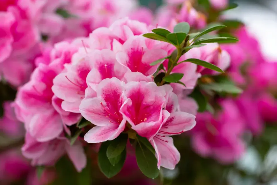 Jedovaté pokojovky ve vztahu ke čtyřnohým mazlíčkům mnohou zvířatům ublížit