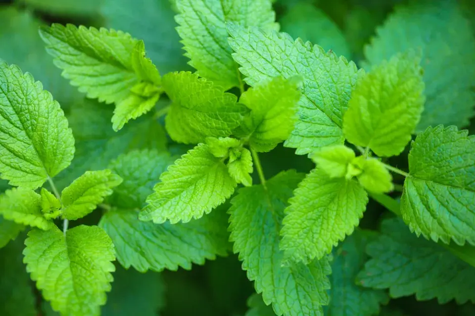 Rostliny proti komárům