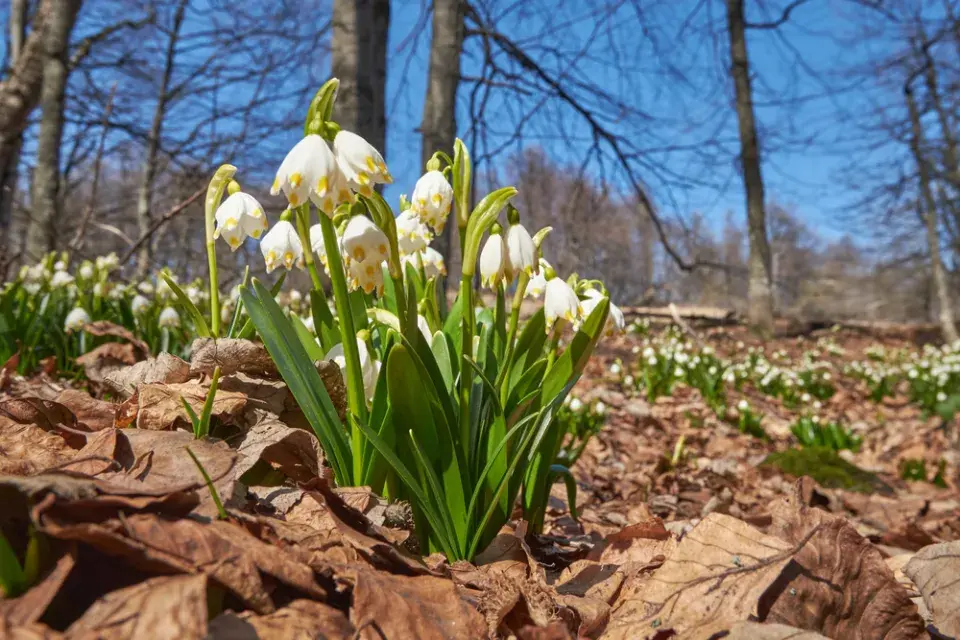 Bledule jarní (Leucojum vernum)