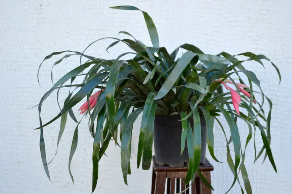 Bilbergie (Billbergia nutans)