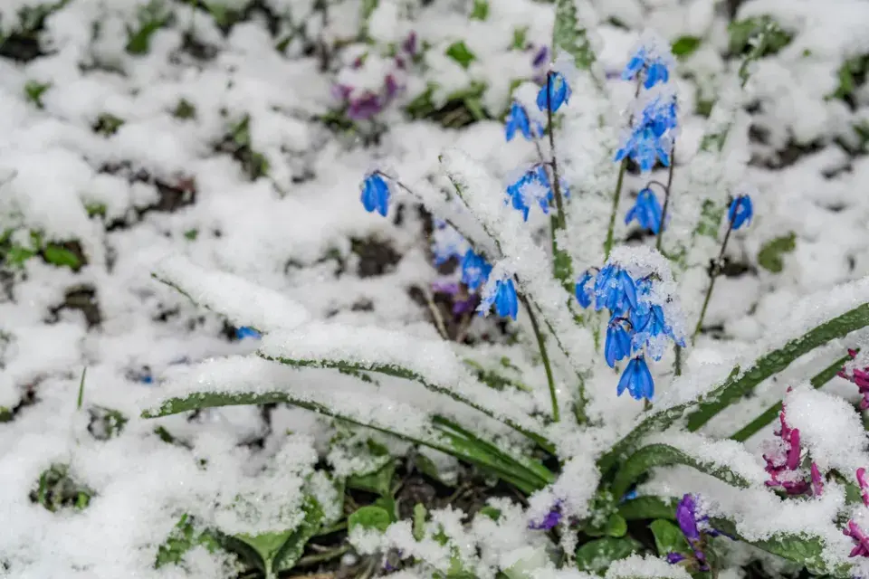 Ladoňka sibiřská (Scilla siberica) 