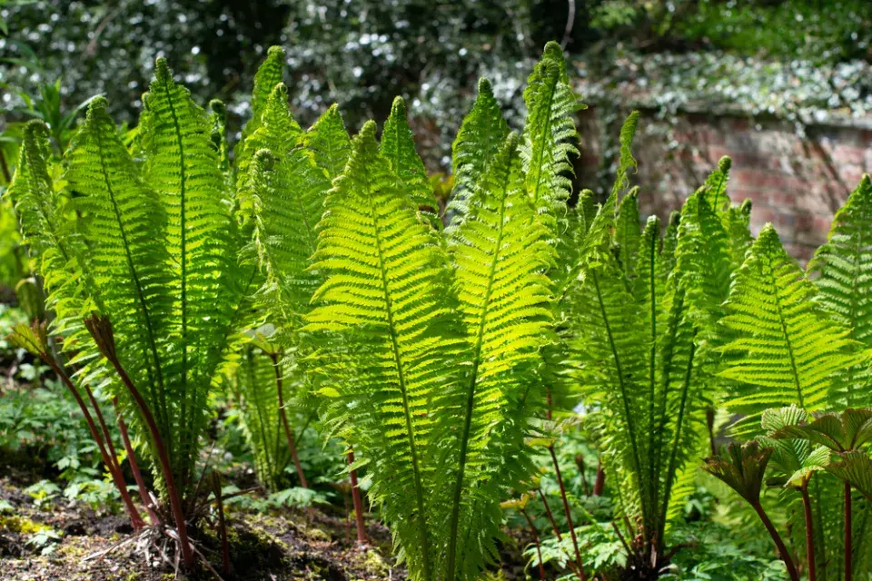 Kapradina pérovník