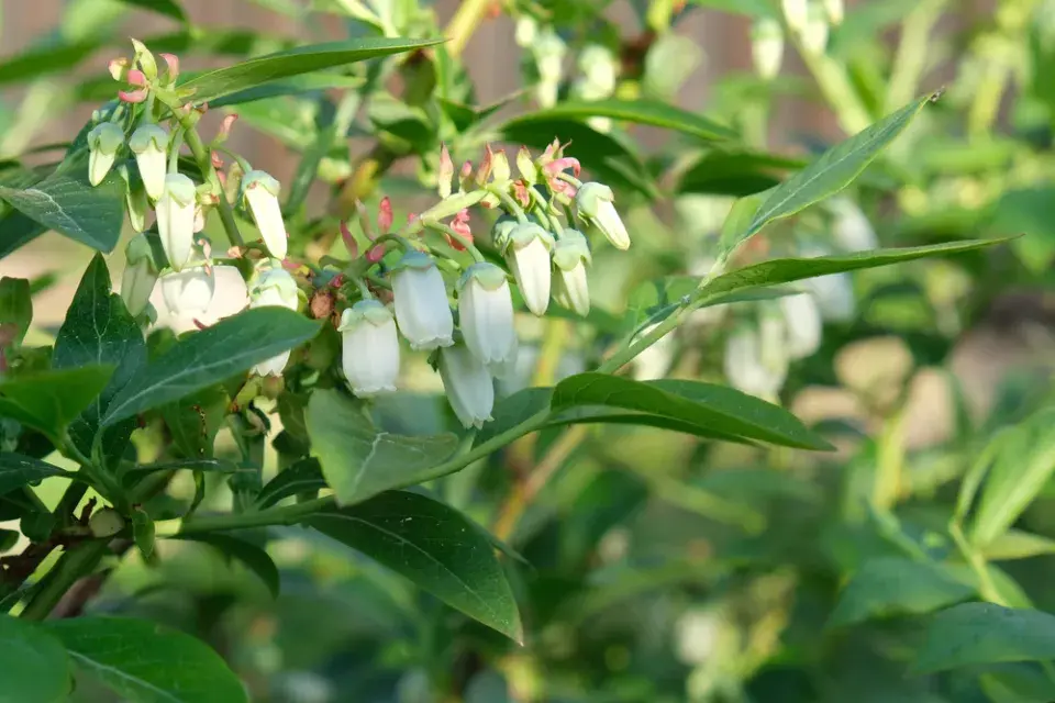 Květy kanadské borůvky