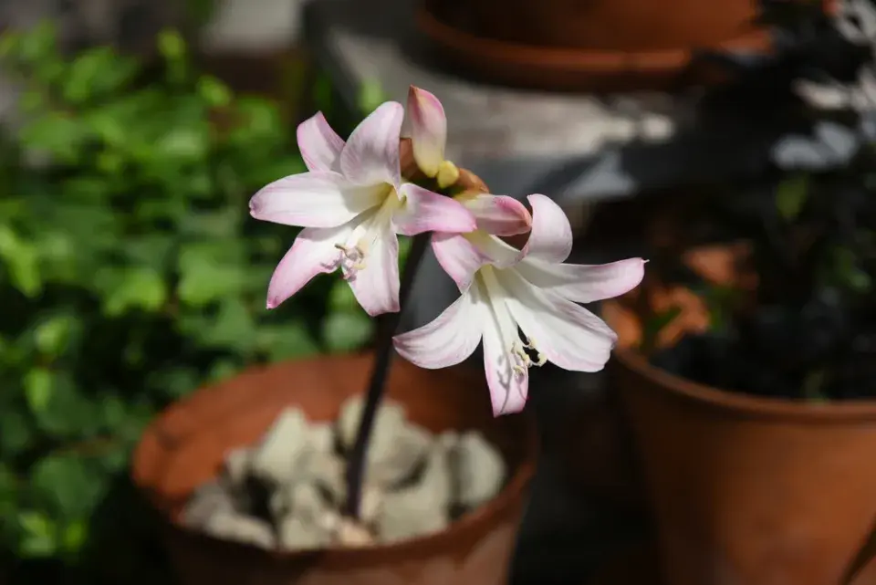 Amarylka a hvězdník