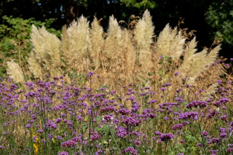 Pampová tráva (Cortaderia selloana)