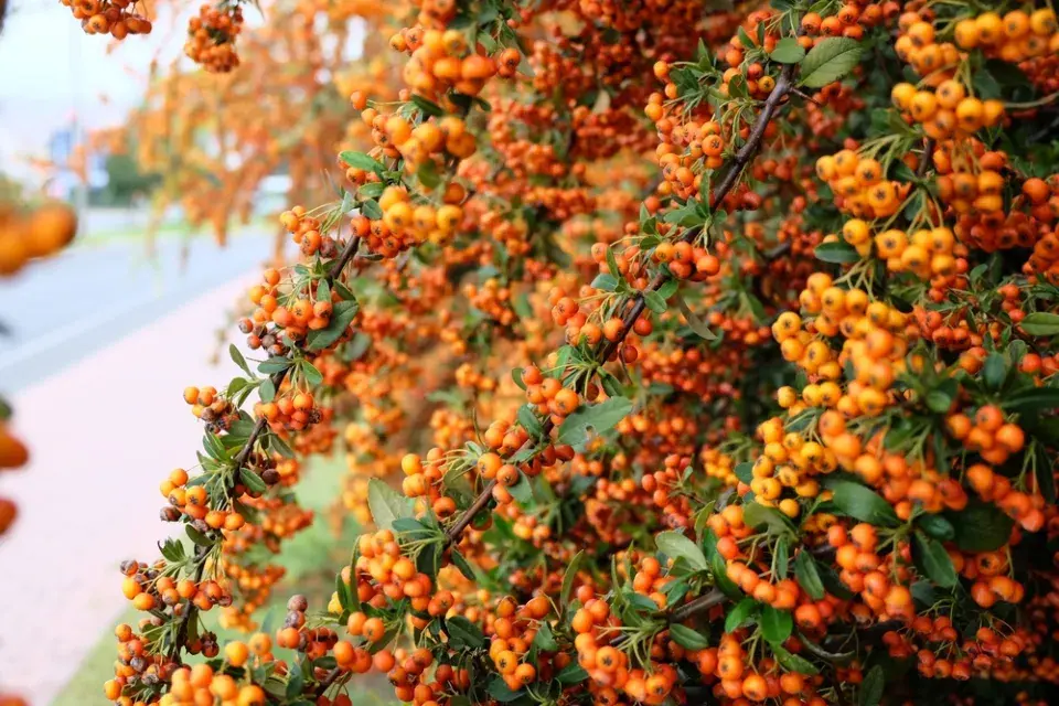 Stálezelený okrasný keř