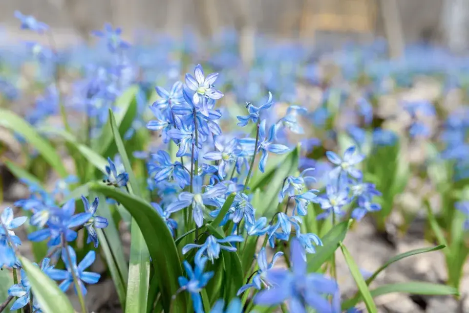 Ladoňka sibiřská (Scilla siberica) 