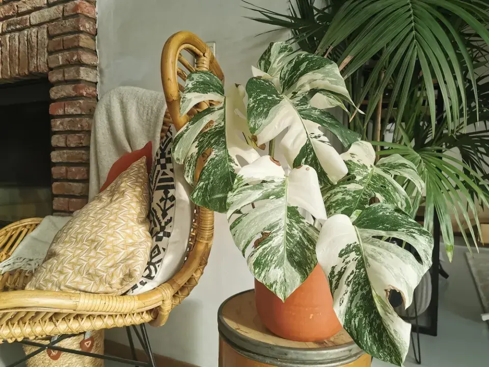 Jedovaté pokojovky, které se s kočkami nesnesou